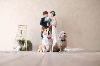 サロンドパルール　salon de parure_サロンドパルール〜幸せな気持ちを残す、写真の結婚式〜