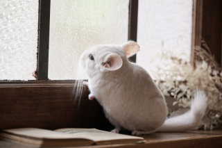 サロンドパルール　salon de parure_大切なペットとの撮影も追加料金なし♪