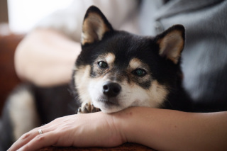 サロンドパルール　salon de parure_動物PHOTO大集合！