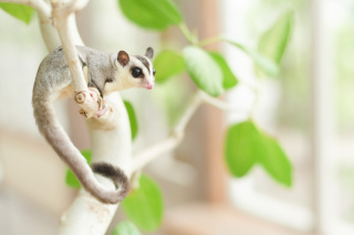 サロンドパルール　salon de parure_大切なペットとの撮影も追加料金なし♪