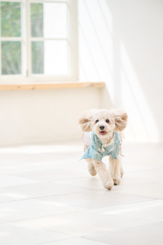 サロンドパルール　salon de parure_大切なペットとの撮影も追加料金なし♪