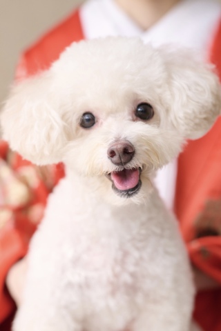 サロンドパルール　salon de parure_大切なペットとの撮影も追加料金なし♪