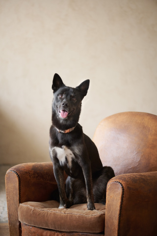 サロンドパルール　salon de parure_大切なペットとの撮影も追加料金なし♪