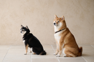 サロンドパルール　salon de parure_動物PHOTO大集合！