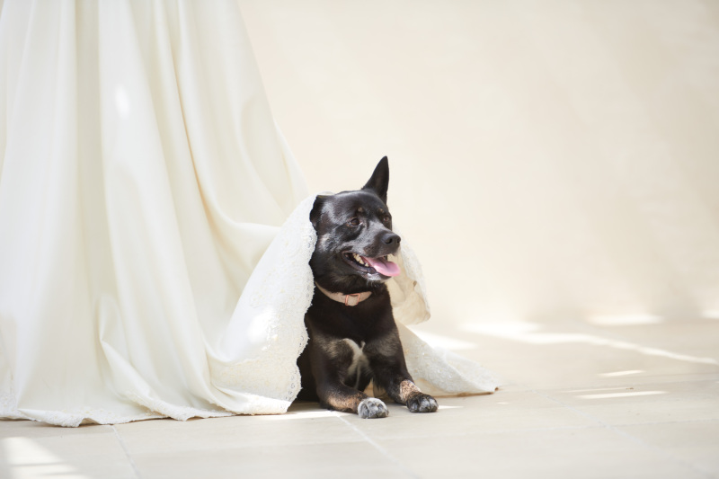 \たとえば/ 和洋2着*大型犬も大歓迎!愛犬愛猫ちゃんと一緒にフォトウェディング