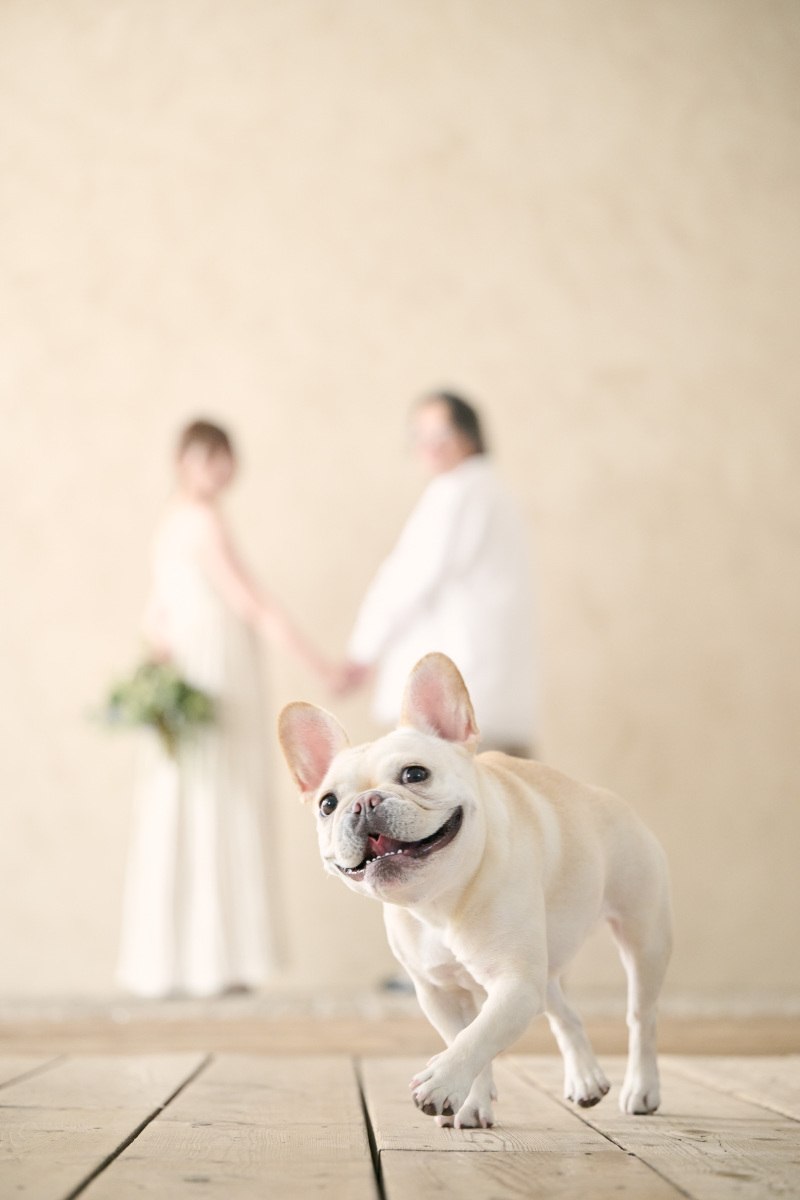 【気軽にサクッと撮影！】私服フォトプラン｜データ10点｜ペットOK｜オンライン相談可＆事前来店不要【4月5月◇月曜限定プラン】