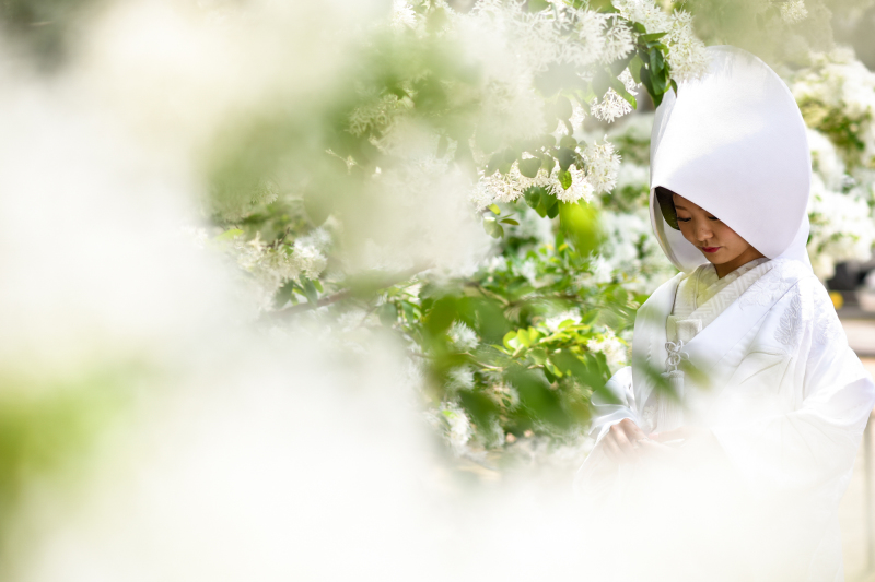 なんじゃもんじゃの樹、って知っていますか?