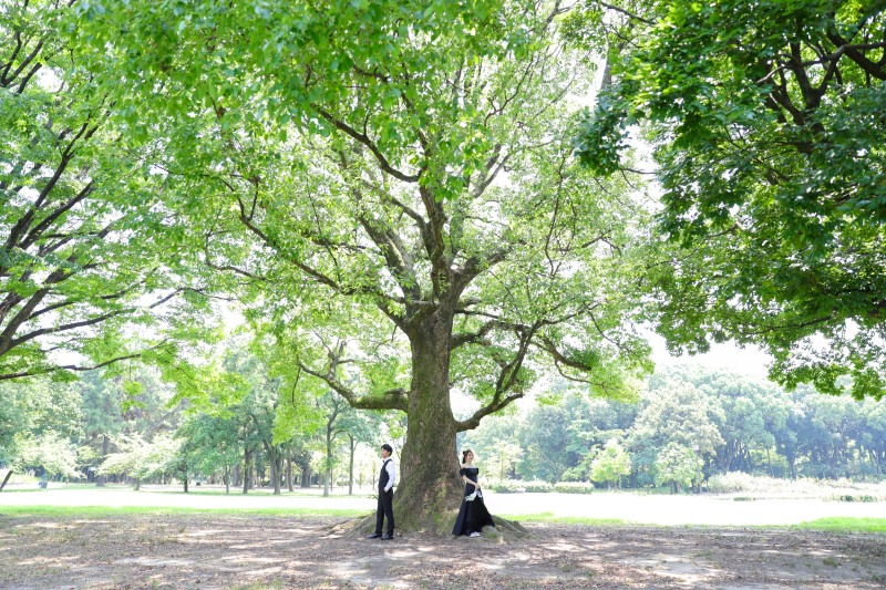 見上げるほど大きな木の根元に佇む