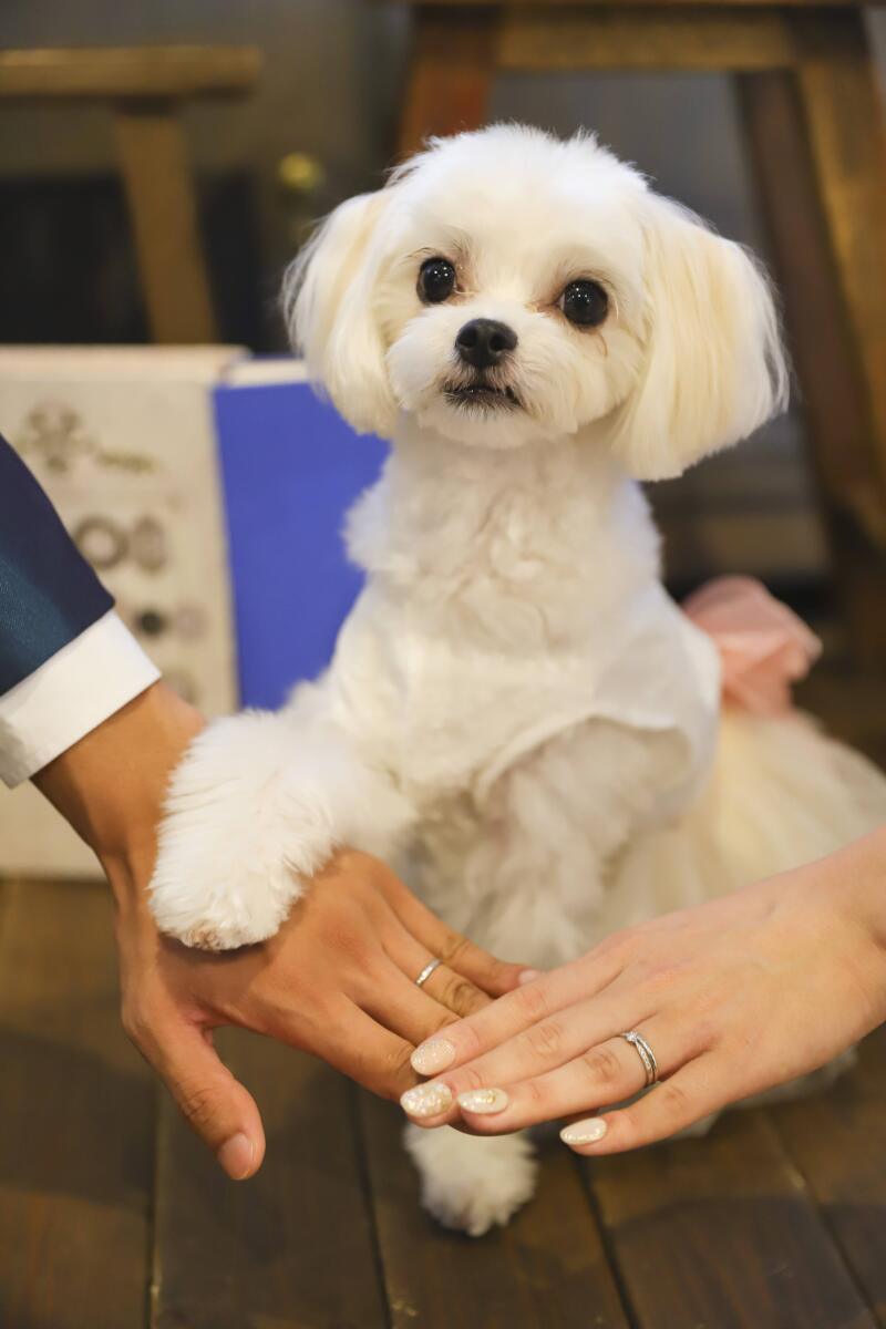 指輪と愛犬の手が重なる絆