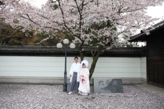 和装ロケ☆桜☆日本庭園