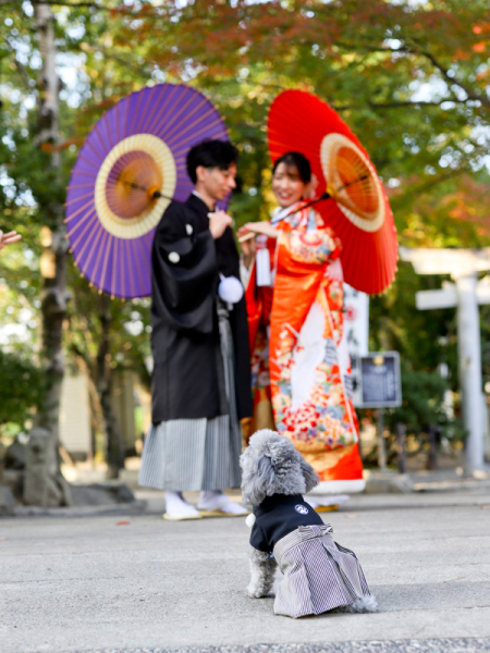 希望カットの愛犬がふたりを見てるカット