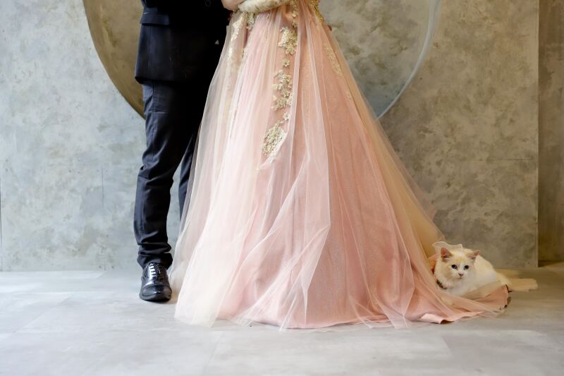 ドレスに乗っかってる猫ちゃんがかわいい