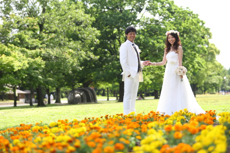 キバナコスモスが綺麗