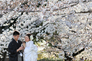 和装ロケ☆桜＆ワンちゃん☆名古屋城周辺