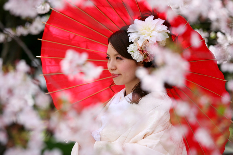 桜×白無垢×赤和傘