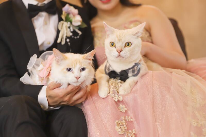 お二人の膝の上で落ち着いてる猫ちゃんたち