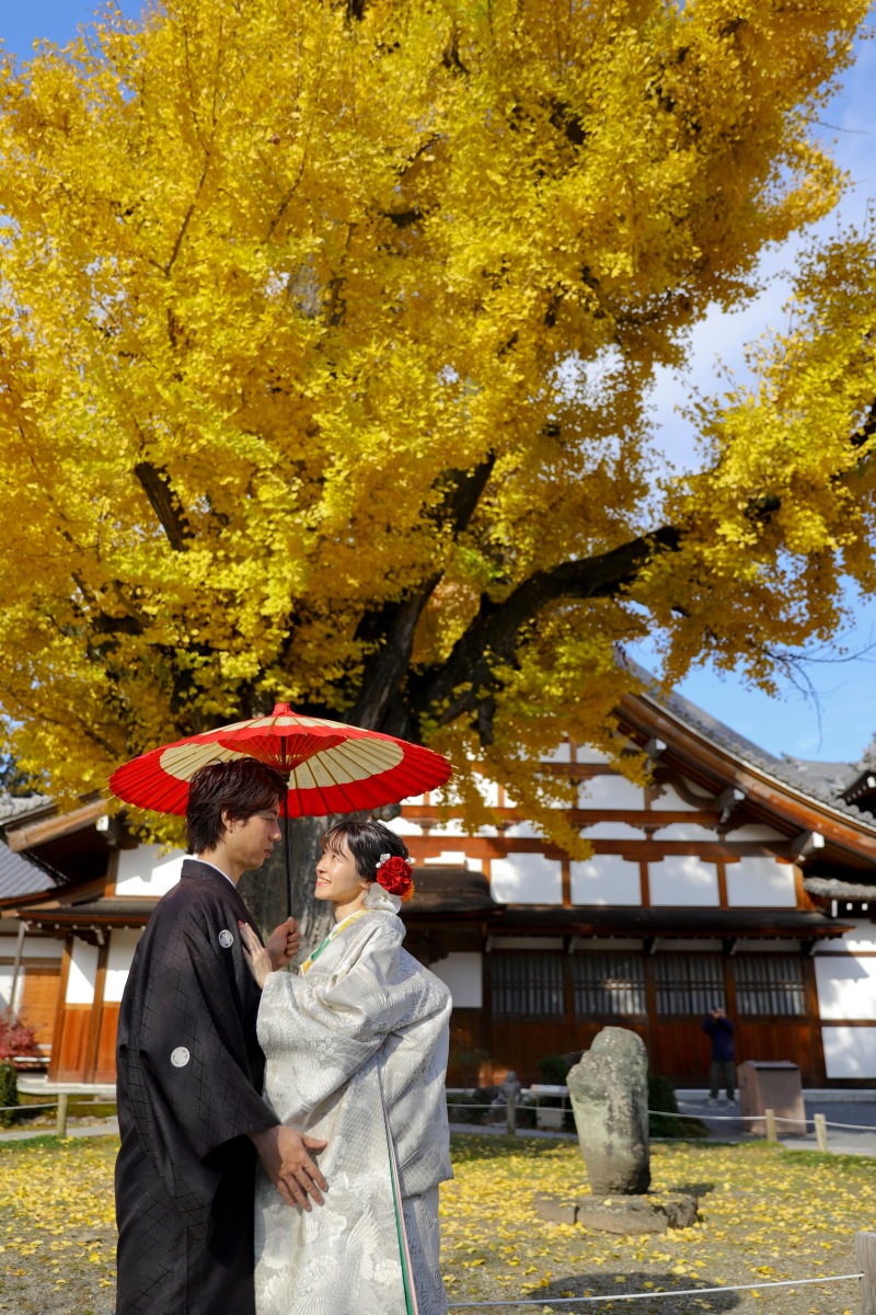黄金色に輝く大きなイチョウ