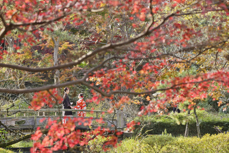 色鮮やかな紅葉と