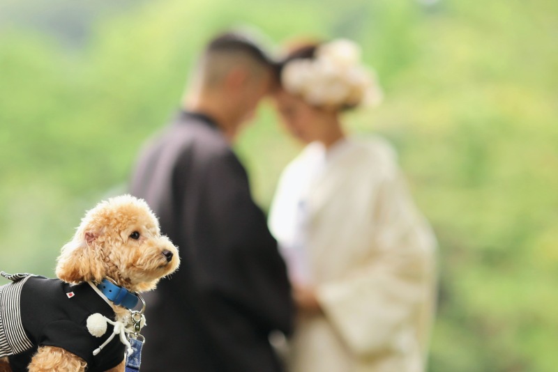 寺院でペットと一緒に和装ロケ☆