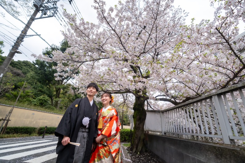 満開の桜並木をゆったりお散歩