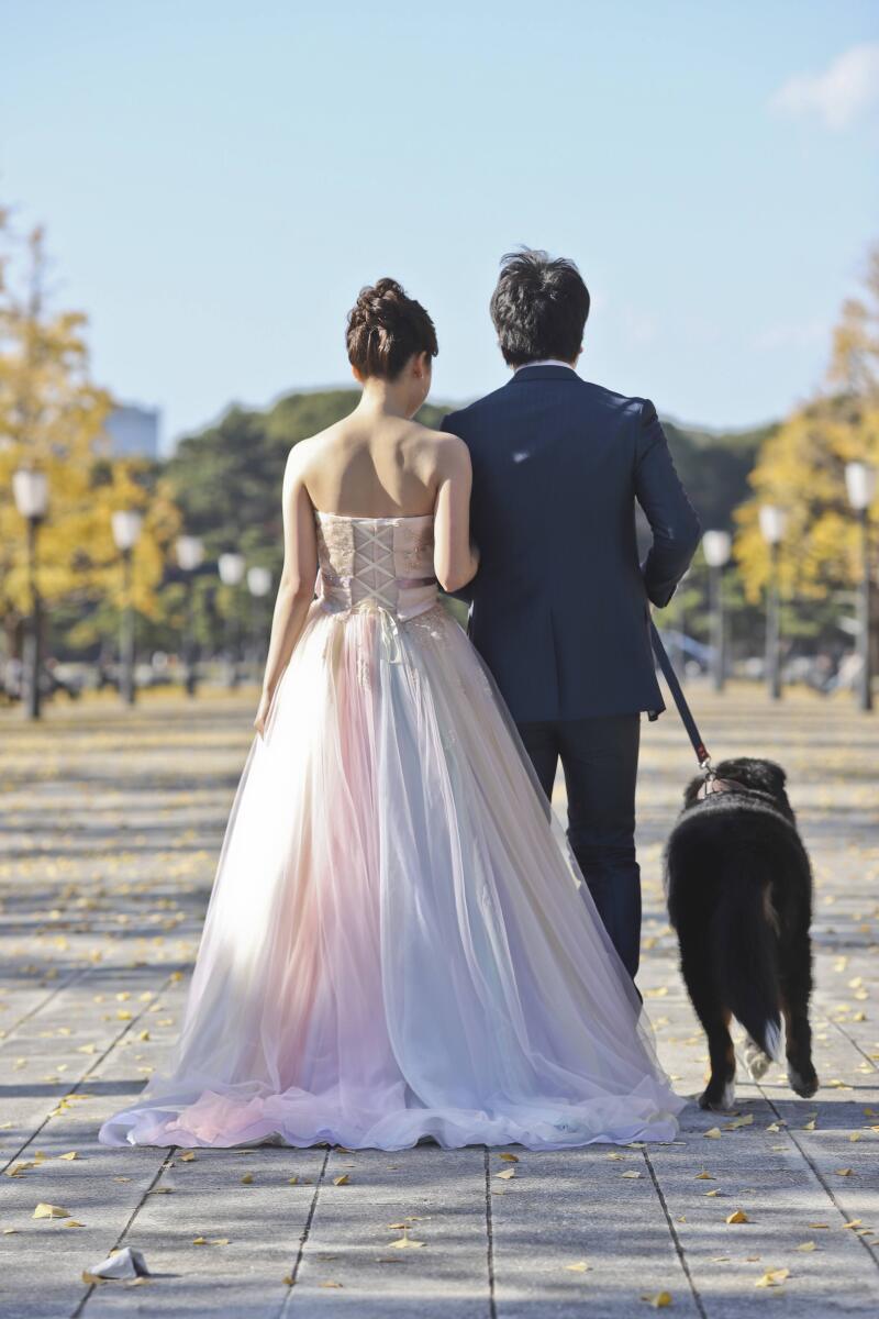 愛犬と歩むイチョウ並木の後ろ姿