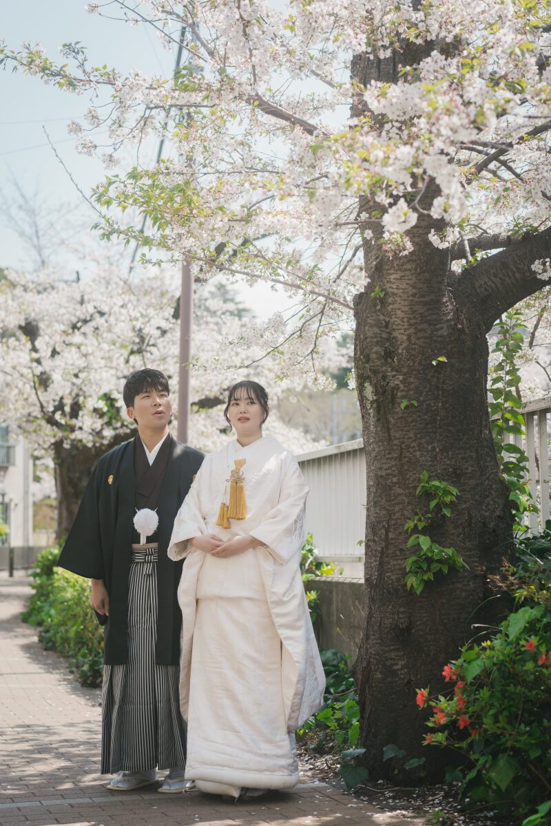桜と和装のベストマッチ