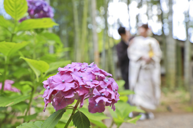 紫陽花越しに望む竹林の逢瀬
