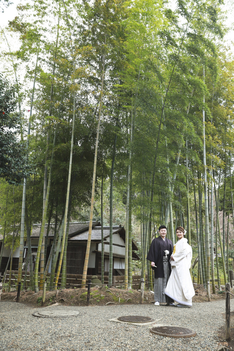 竹林に映える純白の美しさ