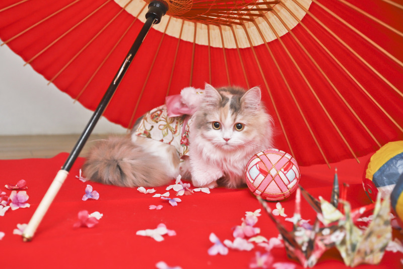猫ちゃんのソロショット☆
