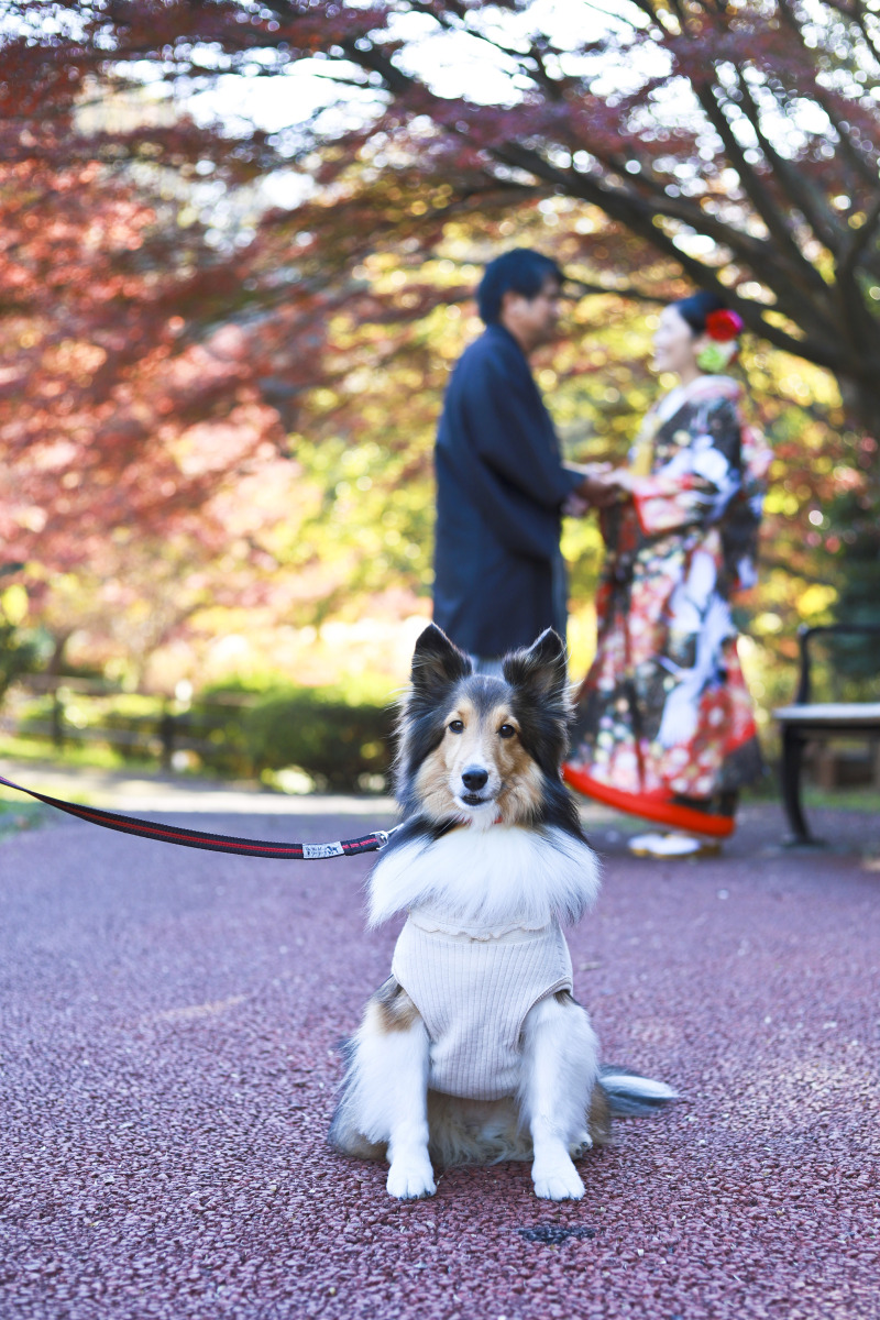 わんちゃんと