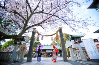 満開の桜の咲く神社にて桜×和装ウエディングフォト