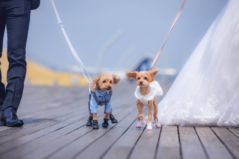 愛犬も笑顔の賑やかな撮影