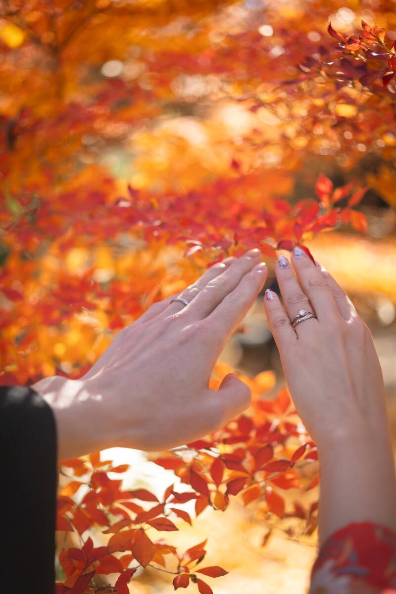 鮮やかな紅葉をバックに手元カット撮影