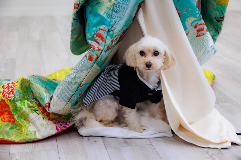 隠れんぼしているのは？