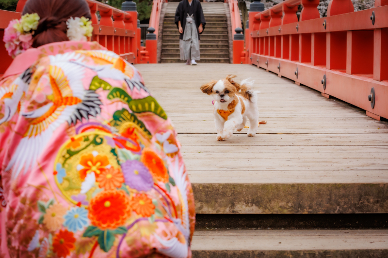 近寄ってる愛犬のかわいらしい1カット