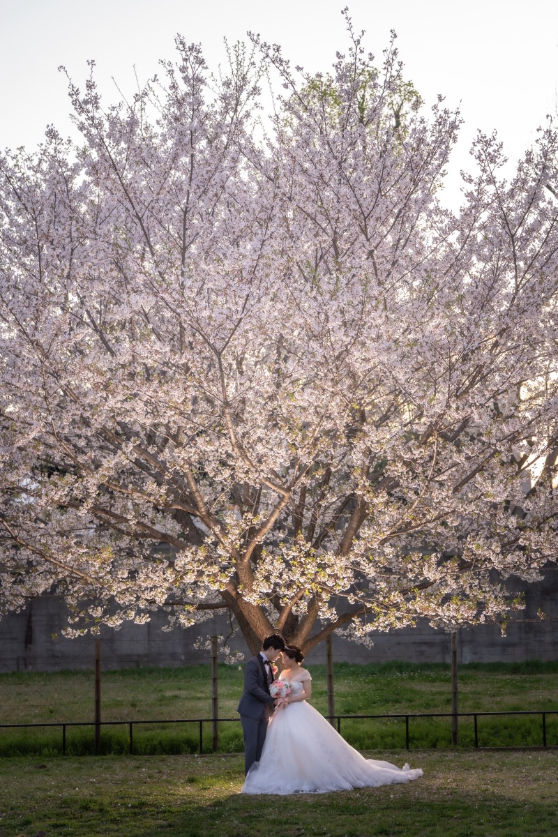 夕日にきらめく壮大な一本桜