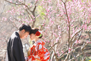 梅の綺麗な庭園で和装、快晴爽やかな青空と早々