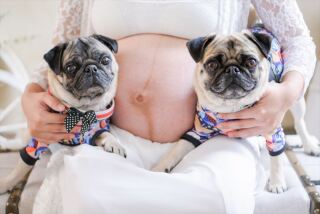 ペットとマタニティー撮影&hellip;♡