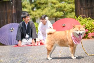 ペットとの撮影料金