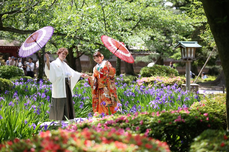 つつじとカキツバタ両方～