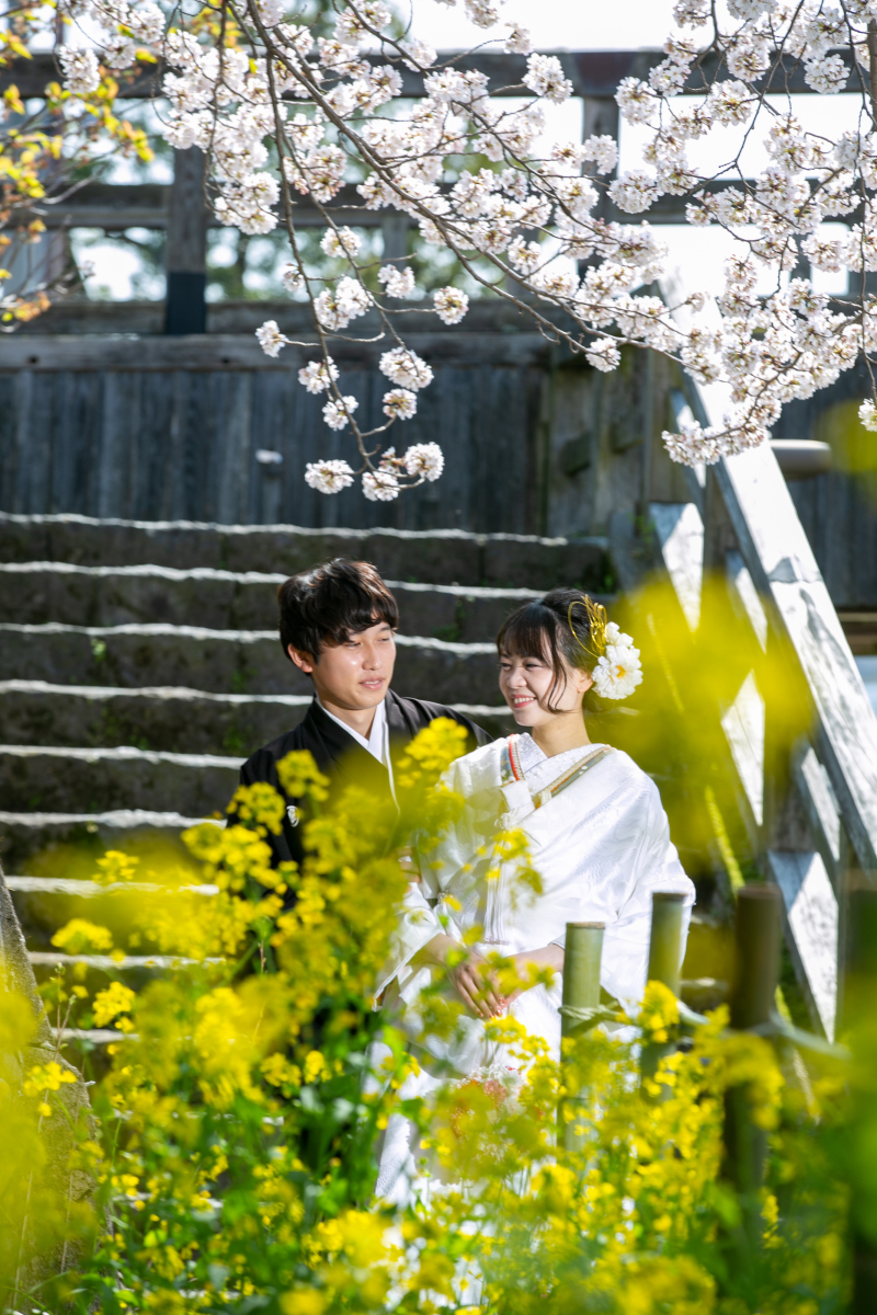 菜の花とコラボ