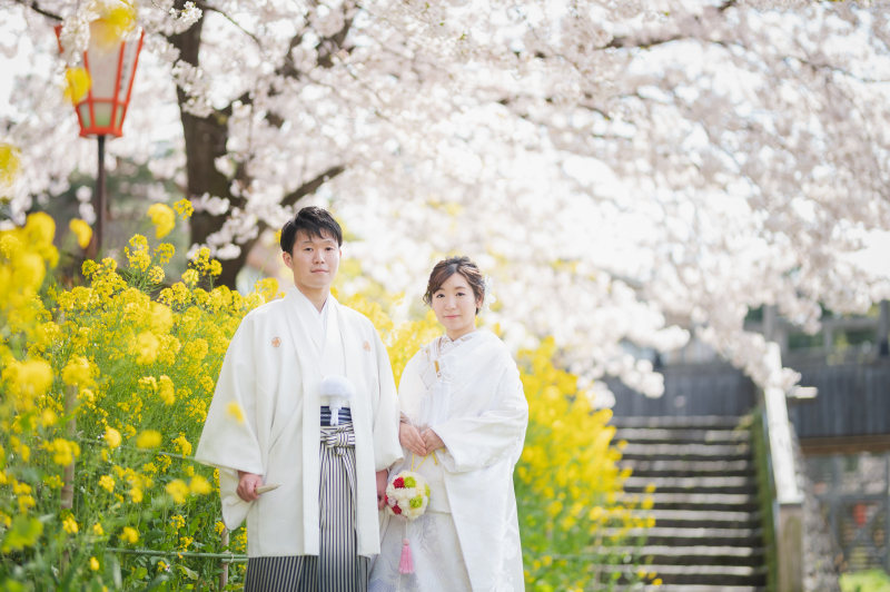 気になる桜の咲き具合