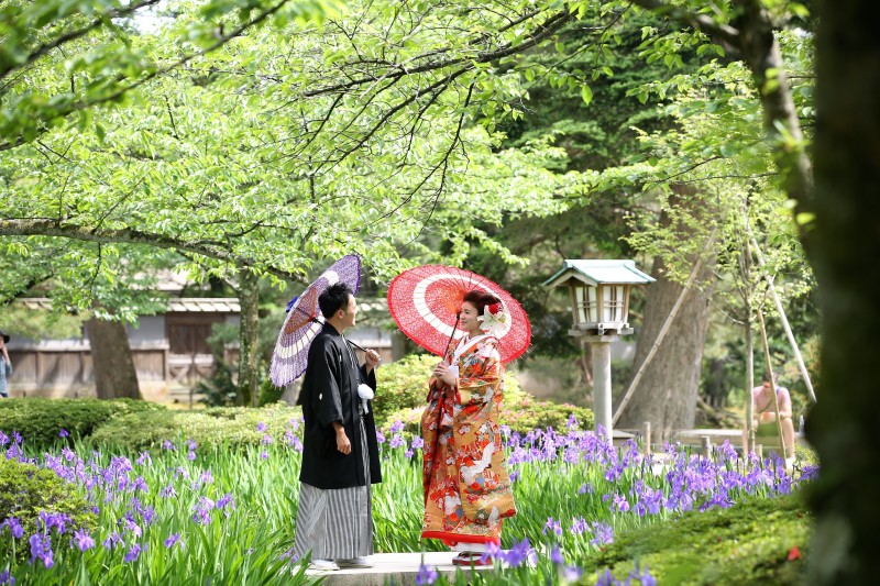 カキツバタ見ごろ
