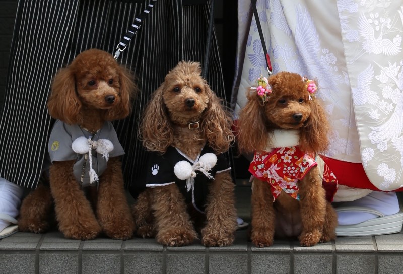 愛犬もおめかし
