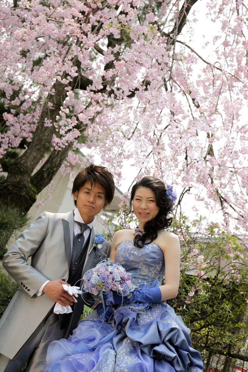 桜のロケ撮影です