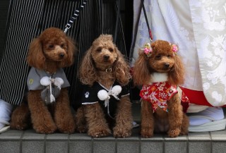 自宅で前撮り和装ロケ