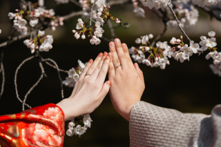 兼六園の桜ロケ