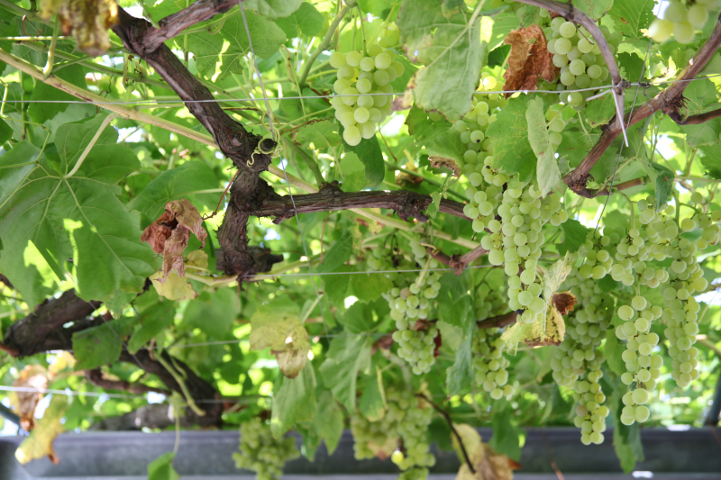 ブドウの木