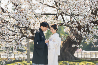 桜のロケーション撮影