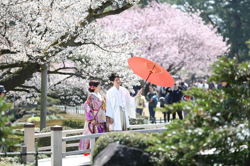 兼六園もまだまだ桜楽しめます